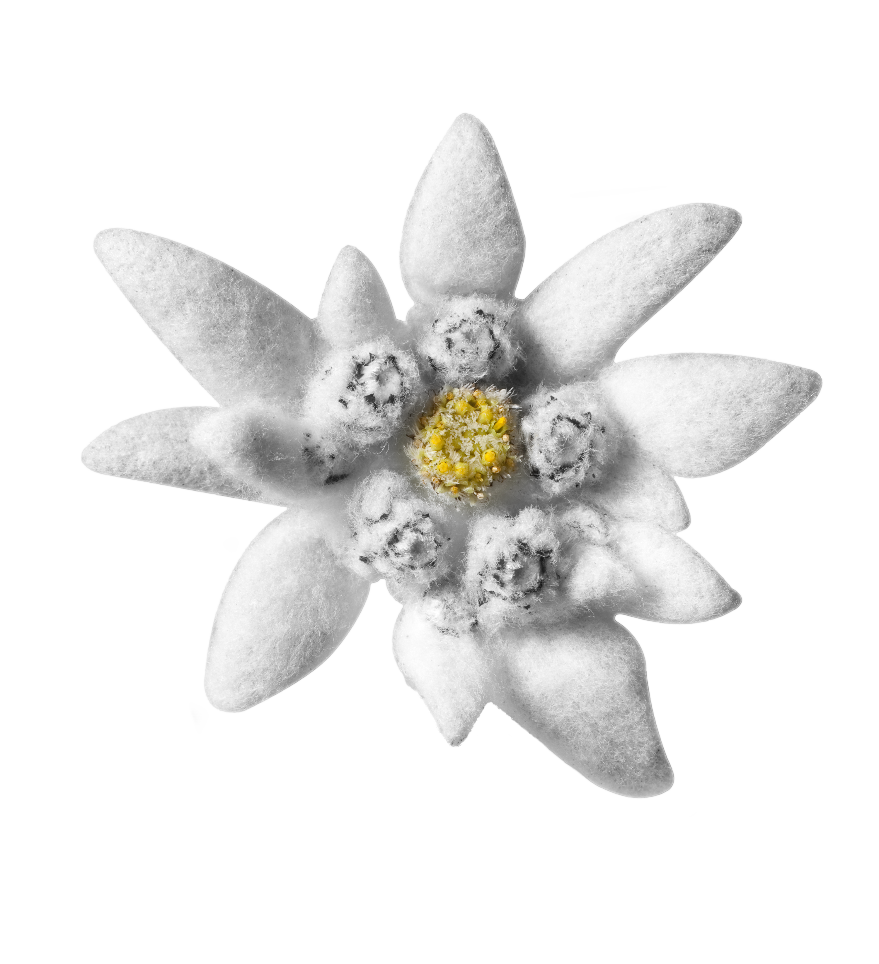 EDELWEISS 15%