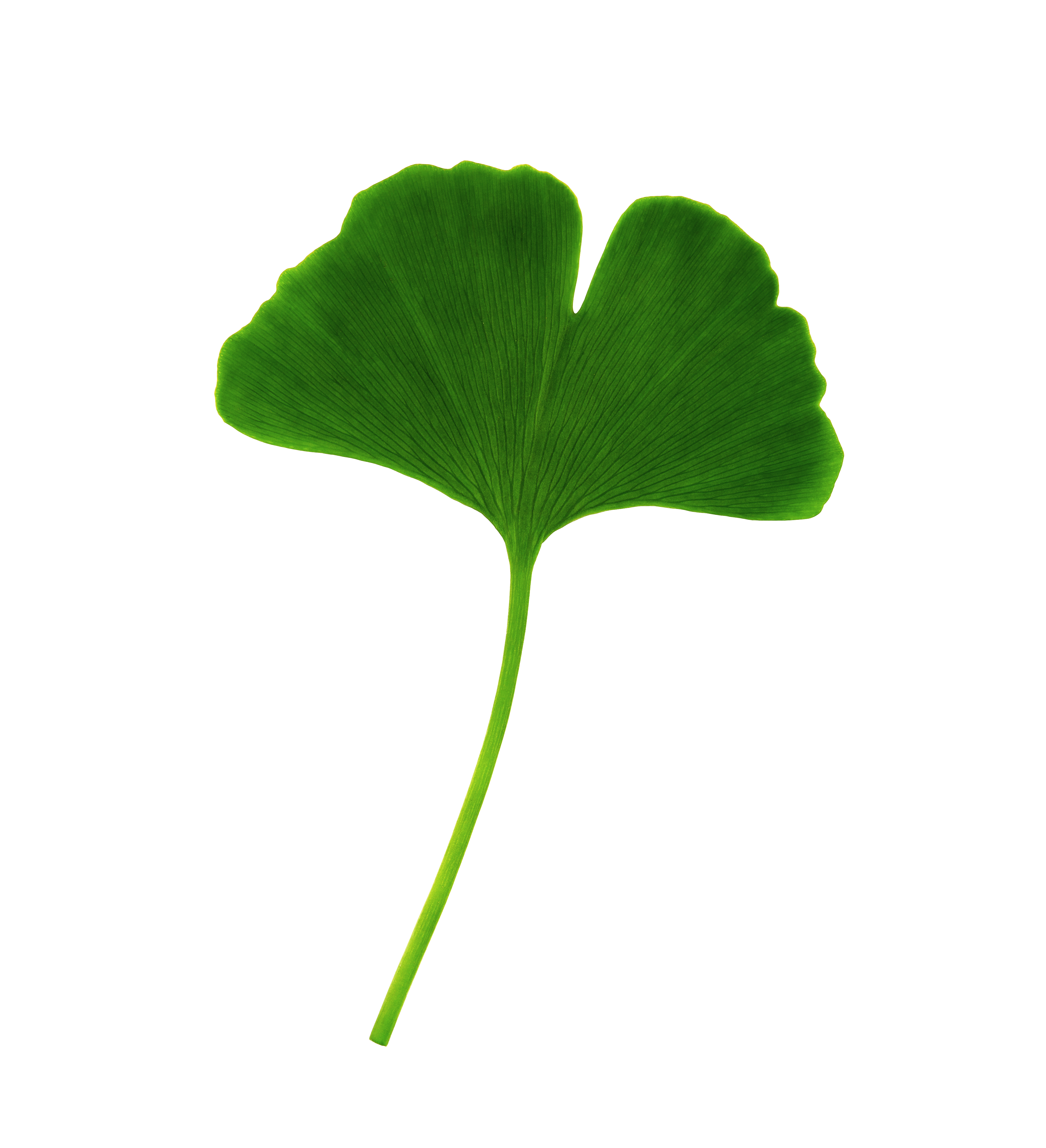 GINKGO BILOBA 20%